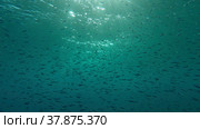 Large school of small fish swims under surface of water in the sun rays on dawn. Red sea, Egypt. Стоковое фото, фотограф Некрасов Андрей / Фотобанк Лори