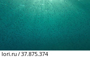 Large school of small fish swims under surface of water in the sun rays on dawn. Red sea, Egypt. Стоковое фото, фотограф Некрасов Андрей / Фотобанк Лори
