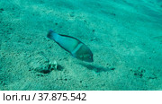 Cigar Wrasse swim above sandy bottom on blue water background. Cigar Wrasse (Cheilio inermis), Close-up. Red sea, Egypt. Стоковое фото, фотограф Некрасов Андрей / Фотобанк Лори