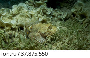 Close-up, Scorpionfish hiding among the reef. Tasseled Scorpionfish, Small-scaled Scorpionfish (Scorpaenopsis oxycephala). Стоковое фото, фотограф Некрасов Андрей / Фотобанк Лори