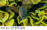 Yellow Edged Moray Eel (Gymnothorax flavimarginatus) peeks out of its Lettuce coral or Yellow Scroll Coral (Turbinaria reniformis). Close-up. Red sea, Egypt. Стоковое фото, фотограф Некрасов Андрей / Фотобанк Лори