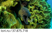 Yellow Edged Moray Eel (Gymnothorax flavimarginatus) peeks out of its Lettuce coral or Yellow Scroll Coral (Turbinaria reniformis). Close-up. Red sea, Egypt. Стоковое фото, фотограф Некрасов Андрей / Фотобанк Лори