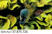 Yellow Edged Moray Eel (Gymnothorax flavimarginatus) peeks out of its Lettuce coral or Yellow Scroll Coral (Turbinaria reniformis). Close-up. Red sea, Egypt. Стоковое фото, фотограф Некрасов Андрей / Фотобанк Лори