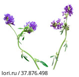 Две веточки люцерны (Medicago) с цветами, изолированные на белом. Стоковое фото, фотограф Елена Абдураманова / Фотобанк Лори