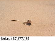 Desert lizard toadhead agama half burrowing in the sand, close-up. Стоковое фото, фотограф Евгений Харитонов / Фотобанк Лори