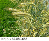 Ячмень двурядный  (лат. Hordeum distichon) Стоковое фото, фотограф Мила Демидова / Фотобанк Лори