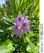 Water hyacinth Eichornia (Eichornia crassipes) in an artificial pond. Стоковое фото, фотограф Irina Opachevsky / Фотобанк Лори
