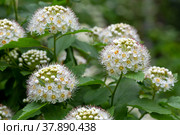 Пузыреплодник калинолистый (Physocarpus opulifolius) Стоковое фото, фотограф Ирина Яровая / Фотобанк Лори