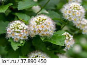 Пузыреплодник калинолистый (Physocarpus opulifolius) Стоковое фото, фотограф Ирина Яровая / Фотобанк Лори