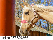 Арабский скакун на ферме, портрет. Голова лошади. Стоковое фото, фотограф Виталий Михайлюк / Фотобанк Лори