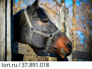 Голова лошади, портрет. Стоковое фото, фотограф Виталий Михайлюк / Фотобанк Лори