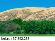 Green flowering valley with a large sand dune in the background (2022 год). Редакционное фото, фотограф Евгений Харитонов / Фотобанк Лори