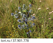 Синеголовник плосколистный (лат. Eryngium planum) — лекарственное растение на фоне зеленой и желтой травы. Стоковое фото, фотограф Наталья Сухорукова / Фотобанк Лори