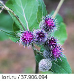 Репейник цветущий, лопух большой (Arctium lappa L.) Стоковое фото, фотограф Grigory_Gez / Фотобанк Лори