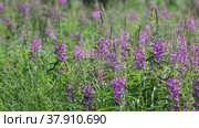 Иван-чай узколистный (Chamerion angustifolium), или Кипрей узколистный (Epilobium angustifolium). Цветение растения, Ямало-Ненецкий автономный округ. Стоковое видео, видеограф Григорий Писоцкий / Фотобанк Лори