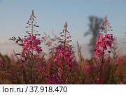 Цветение иван-чая. Стоковое фото, фотограф Галина Сычева / Фотобанк Лори