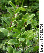 Купена серповидная Вариегатум (Polygonatum falcatum Variegatum) Стоковое фото, фотограф Елена Косько / Фотобанк Лори