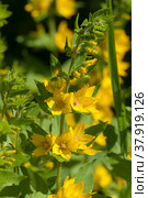 Вербейник точечный, или лизимахия (lysimachia punctata), цветы, крупный план. Стоковое фото, фотограф Александр Курлович / Фотобанк Лори