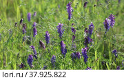 Горошек мышиный (Vicia cracca), Ямало-Ненецкий автономный округ. Стоковое видео, видеограф Григорий Писоцкий / Фотобанк Лори