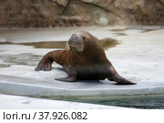 Walrus in the zoo by the water. Стоковое фото, фотограф Ирина Вершинская / Фотобанк Лори
