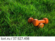 Pair of orange dumbbells  on grass in warm morning light. Fitness training in the open air. Стоковое фото, фотограф Якимова Елена / Фотобанк Лори