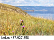 Lake Baikal in the summer. Wild thistle plants or Silybum marianum bloom on the coast of Olkhon Island on a sunny day (Milk thistle, Marian thistle). Medicinal Siberian herbs. Стоковое фото, фотограф Виктория Катьянова / Фотобанк Лори