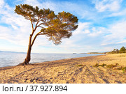 Baikal Lake in the summer. The sandy beach of Saraiskiy Bay at Olkhon Island. A beautiful pine tree with bare roots and a trunk bent from the winds at the very edge of the water. Beautiful landscape. Стоковое фото, фотограф Виктория Катьянова / Фотобанк Лори