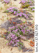 Spicy creeping flowering thyme on the sandy beach of Olkhon Island at  Baikal Lake on a summer day. Floral background. Healing aromatic plant from folk medicine  (Lat.Thymus serpyllum) Стоковое фото, фотограф Виктория Катьянова / Фотобанк Лори