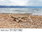 Close up view on a unique Baikal sponge - a natural filter and water purifier for Baikal Lake on the shores of the Small Sea Strait (Lat. Porifera) Стоковое фото, фотограф Виктория Катьянова / Фотобанк Лори
