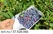 A woman's hand holds a white bowl with honeysuckle berries. Стоковое видео, видеограф Лилия Фролова / Фотобанк Лори