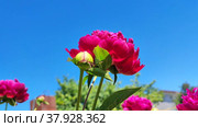 Peony buds swing in the wind. Стоковое видео, видеограф Лилия Фролова / Фотобанк Лори