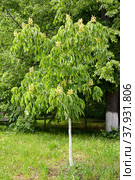 Каштан конский жёлтый (Aesculus flava Sol.). Общий вид. Стоковое фото, фотограф Ирина Борсученко / Фотобанк Лори