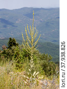 A tall, medicinal plant (Verbascum phlomoides) with yellow flowers close-up. Стоковое фото, фотограф Татьяна Ляпи / Фотобанк Лори