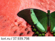 Bright and juicy butterfly on a watermelon. Papilio palinurus. Green butterfly on a red watermelon. Стоковое фото, фотограф Дина Дамоцева / Фотобанк Лори