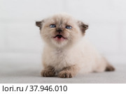 Маленький котенок лежит на полу и мяукает. Стоковое фото, фотограф Наталья Гармашева / Фотобанк Лори