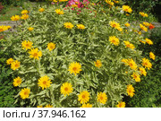 Цветёт Гелиопсис подсолнечниковый пёстролистный (Heliopsis Helianthoides)) Стоковое фото, фотограф Т. З. / Фотобанк Лори