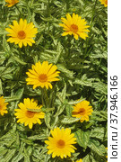 Гелиопсис пёстролистный (Heliopsis Helianthoides)) Стоковое фото, фотограф Т. З. / Фотобанк Лори