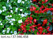 Бегония вечноцветущая (Begonia semperflorens Link & Otto)  с красными и белыми цветками. Стоковое фото, фотограф Ирина Борсученко / Фотобанк Лори