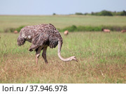 Common ostrich. Стоковое фото, фотограф Art Konovalov / Фотобанк Лори