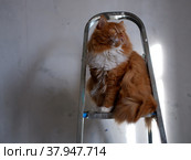 Рыжий кот. Стоковое фото, фотограф Галина Старицкая / Фотобанк Лори