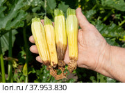 Spoiled zucchini with root. Summer harvest season. Defeat disease vegetables on the field. Bad harvest. Стоковое фото, фотограф Светлана Акифьева / Фотобанк Лори