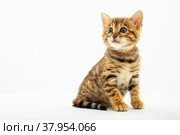Бенгальский котенок сидит на белом фоне. Стоковое фото, фотограф Наталия Куракина / Фотобанк Лори