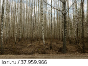 Стройные ряды молодой березовой рощицы. Стоковое фото, фотограф Виталий Владимирович Клюшнев / Фотобанк Лори