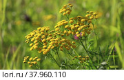 Tanacetum vulgare. Пижма летним солнечным днем на севере Сибири, Ямало-Ненецкий автономный округ. Стоковое видео, видеограф Григорий Писоцкий / Фотобанк Лори