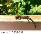Sargantana sunbathing on wooden board, small wild fast lizard (Lacerta agilis) Стоковое фото, фотограф Виктория Катьянова / Фотобанк Лори