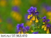 Иван-да-Марья или марьянник (лат. Melampyrum nemorosum) Стоковое фото, фотограф Татьяна Саванькова / Фотобанк Лори