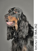 Gordon Setter dog sitting, on a white background. Стоковое фото, фотограф Анна Кривицкая / Фотобанк Лори