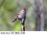 Carduelis flammea. Самец обыкновенной чечетки на ветке дерева, Ямало-Ненецкий автономный округ. Стоковое фото, фотограф Григорий Писоцкий / Фотобанк Лори