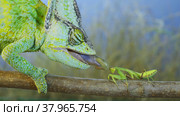 Close up of Veiled chameleon hunts on praying mantis. Veiled chameleon, Cone-head chameleon or Yemen chameleon (Chamaeleo calyptratus) Стоковое фото, фотограф Некрасов Андрей / Фотобанк Лори