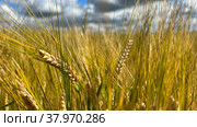 Collective farm fields Russia bread 2022. Стоковое фото, фотограф Nataliya Pogodina / Фотобанк Лори
